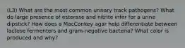 (L3) What are the most common urinary track pathogens? What do large presence of esterase and nitrite infer for a urine dipstick? How does a MacConkey agar help differentiate between lactose fermenters and gram-negative bacteria? What color is produced and why?