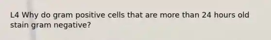 L4 Why do gram positive cells that are more than 24 hours old stain gram negative?