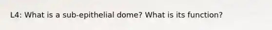 L4: What is a sub-epithelial dome? What is its function?