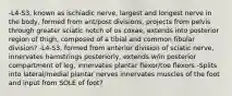 -L4-S3, known as ischiadic nerve, largest and longest nerve in the body, formed from ant/post divisions, projects from pelvis through greater sciatic notch of os coxae, extends into posterior region of thigh, composed of a tibial and common fibular division? -L4-S3, formed from anterior division of sciatic nerve, innervates hamstrings posteriorly, extends w/in posterior compartment of leg, innervates plantar flexor/toe flexors -Splits into lateral/medial plantar nerves innervates muscles of the foot and input from SOLE of foot?