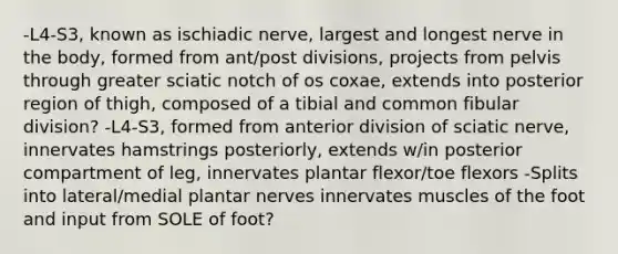 -L4-S3, known as ischiadic nerve, largest and longest nerve in the body, formed from ant/post divisions, projects from pelvis through greater sciatic notch of os coxae, extends into posterior region of thigh, composed of a tibial and common fibular division? -L4-S3, formed from anterior division of sciatic nerve, innervates hamstrings posteriorly, extends w/in posterior compartment of leg, innervates plantar flexor/toe flexors -Splits into lateral/medial plantar nerves innervates muscles of the foot and input from SOLE of foot?