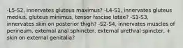 -L5-S2, innervates gluteus maximus? -L4-S1, innervates gluteus medius, gluteus minimus, tensor fasciae latae? -S1-S3, innervates skin on posterior thigh? -S2-S4, innervates muscles of perineum, external anal sphincter, external urethral spincter, + skin on external genitalia?