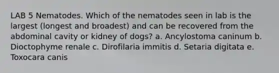 LAB 5 Nematodes. Which of the nematodes seen in lab is the largest (longest and broadest) and can be recovered from the abdominal cavity or kidney of dogs? a. Ancylostoma caninum b. Dioctophyme renale c. Dirofilaria immitis d. Setaria digitata e. Toxocara canis