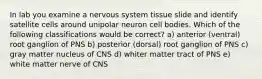 In lab you examine a nervous system tissue slide and identify satellite cells around unipolar neuron cell bodies. Which of the following classifications would be correct? a) anterior (ventral) root ganglion of PNS b) posterior (dorsal) root ganglion of PNS c) gray matter nucleus of CNS d) whiter matter tract of PNS e) white matter nerve of CNS