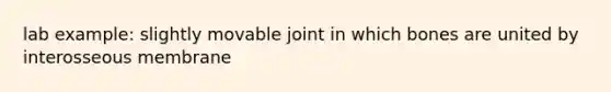 lab example: slightly movable joint in which bones are united by interosseous membrane