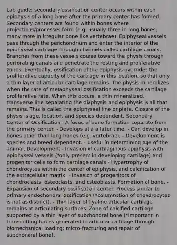 Lab guide: secondary ossification center occurs within each epiphysis of a long bone after the primary center has formed. Secondary centers are found within bones where projections/processes form (e.g. usually three in long bones, many more in irregular bone like vertebrae). Epiphyseal vessels pass through the perichondrium and enter the interior of the epiphyseal cartilage through channels called cartilage canals. Branches from these vessels course toward the physis through perforating canals and penetrate the resting and proliferative zones. Eventually, ossification of the epiphysis overrides the proliferative capacity of the cartilage in this location, so that only a thin layer of articular cartilage remains. The physis mineralizes when the rate of metaphyseal ossification exceeds the cartilage proliferative rate. When this occurs, a thin mineralized, transverse line separating the diaphysis and epiphysis is all that remains. This is called the epiphyseal line or plate. Closure of the physis is age, location, and species dependent. Secondary Center of Ossification - A focus of bone formation separate from the primary center. - Develops at a a later time. - Can develop in bones other than long bones (e.g. vertebrae). - Development is species and breed dependent. - Useful in determining age of the animal. Development - Invasion of cartilaginous epiphysis with epiphyseal vessels (*only present in developing cartilage) and progenitor cells to form cartilage canals - Hypertrophy of chondrocytes within the center of epiphysis, and calcification of the extracellular matrix. - Invasion of progenitors of chondroclasts, osteoclasts, and osteoblasts. Formation of bone. - Expansion of secondary ossification center. Process similar to primary endochondral ossification (*columnation of chondrocytes is not as distinct). - Thin layer of hyaline articular cartilage remains at articulating surfaces. Zone of calcified cartilage supported by a thin layer of subchondral bone (*important in transmitting forces generated in articular cartilage through biomechanical loading: micro-fracturing and repair of subchondral bone).