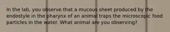 In the lab, you observe that a mucous sheet produced by the endostyle in the pharynx of an animal traps the microscopic food particles in the water. What animal are you observing?