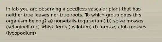 In lab you are observing a seedless vascular plant that has neither true leaves nor true roots. To which group does this organism belong? a) horsetails (equisetum) b) spike mosses (selaginella) c) whisk ferns (psilotum) d) ferns e) club mosses (lycopodium)