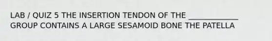 LAB / QUIZ 5 THE INSERTION TENDON OF THE _____________ GROUP CONTAINS A LARGE SESAMOID BONE THE PATELLA