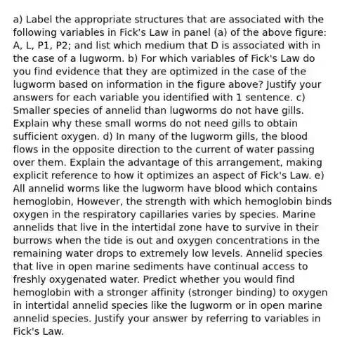 a) Label the appropriate structures that are associated with the following variables in Fick's Law in panel (a) of the above figure: A, L, P1, P2; and list which medium that D is associated with in the case of a lugworm. b) For which variables of Fick's Law do you find evidence that they are optimized in the case of the lugworm based on information in the figure above? Justify your answers for each variable you identified with 1 sentence. c) Smaller species of annelid than lugworms do not have gills. Explain why these small worms do not need gills to obtain sufficient oxygen. d) In many of the lugworm gills, the blood flows in the opposite direction to the current of water passing over them. Explain the advantage of this arrangement, making explicit reference to how it optimizes an aspect of Fick's Law. e) All annelid worms like the lugworm have blood which contains hemoglobin, However, the strength with which hemoglobin binds oxygen in the respiratory capillaries varies by species. Marine annelids that live in the intertidal zone have to survive in their burrows when the tide is out and oxygen concentrations in the remaining water drops to extremely low levels. Annelid species that live in open marine sediments have continual access to freshly oxygenated water. Predict whether you would find hemoglobin with a stronger affinity (stronger binding) to oxygen in intertidal annelid species like the lugworm or in open marine annelid species. Justify your answer by referring to variables in Fick's Law.