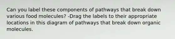 Can you label these components of pathways that break down various food molecules? -Drag the labels to their appropriate locations in this diagram of pathways that break down <a href='https://www.questionai.com/knowledge/kjUwUacPFG-organic-molecules' class='anchor-knowledge'>organic molecules</a>.