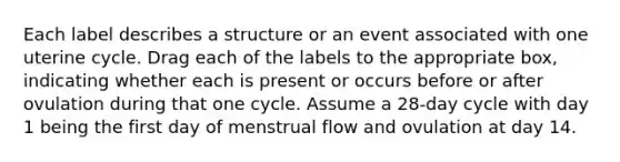 Each label describes a structure or an event associated with one uterine cycle. Drag each of the labels to the appropriate box, indicating whether each is present or occurs before or after ovulation during that one cycle. Assume a 28-day cycle with day 1 being the first day of menstrual flow and ovulation at day 14.