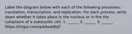 Label the diagram below with each of the following processes: translation, transcription, and replication. For each process, write down whether it takes place in the nucleus or in the the cytoplasm of a eukaryotic cell. 1. ______ 2. ______ 3. ______ https://imgur.com/a/eAswWqT