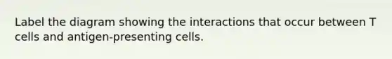 Label the diagram showing the interactions that occur between T cells and antigen-presenting cells.