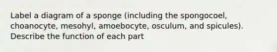 Label a diagram of a sponge (including the spongocoel, choanocyte, mesohyl, amoebocyte, osculum, and spicules). Describe the function of each part