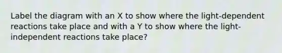 Label the diagram with an X to show where the light-dependent reactions take place and with a Y to show where the light-independent reactions take place?