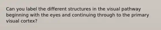 Can you label the different structures in the visual pathway beginning with the eyes and continuing through to the primary visual cortex?