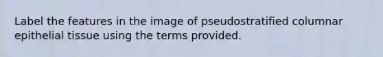 Label the features in the image of pseudostratified columnar epithelial tissue using the terms provided.