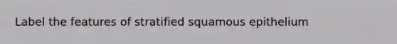 Label the features of stratified squamous epithelium