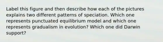 Label this figure and then describe how each of the pictures explains two different patterns of speciation. Which one represents punctuated equilibrium model and which one represents gradualism in evolution? Which one did Darwin support?