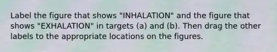 Label the figure that shows "INHALATION" and the figure that shows "EXHALATION" in targets (a) and (b). Then drag the other labels to the appropriate locations on the figures.