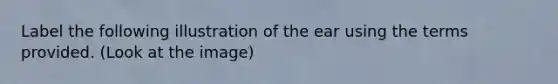 Label the following illustration of the ear using the terms provided. (Look at the image)