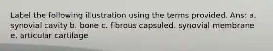 Label the following illustration using the terms provided. Ans: a. synovial cavity b. bone c. fibrous capsuled. synovial membrane e. articular cartilage