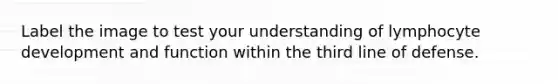 Label the image to test your understanding of lymphocyte development and function within the third line of defense.