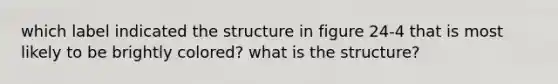 which label indicated the structure in figure 24-4 that is most likely to be brightly colored? what is the structure?