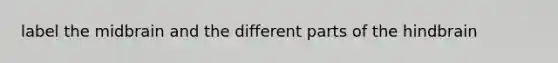 label the midbrain and the different parts of the hindbrain