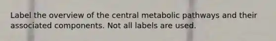 Label the overview of the central metabolic pathways and their associated components. Not all labels are used.