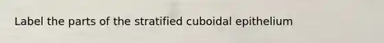 Label the parts of the stratified cuboidal epithelium