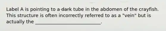 Label A is pointing to a dark tube in the abdomen of the crayfish. This structure is often incorrectly referred to as a "vein" but is actually the ____________________________.