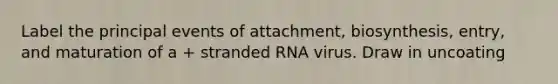 Label the principal events of attachment, biosynthesis, entry, and maturation of a + stranded RNA virus. Draw in uncoating