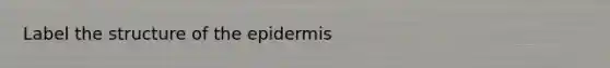 Label the structure of the epidermis