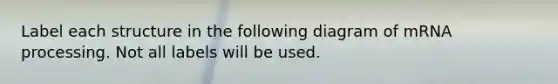 Label each structure in the following diagram of mRNA processing. Not all labels will be used.