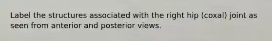 Label the structures associated with the right hip (coxal) joint as seen from anterior and posterior views.