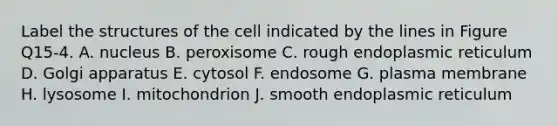 Label the structures of the cell indicated by the lines in Figure Q15-4. A. nucleus B. peroxisome C. rough endoplasmic reticulum D. Golgi apparatus E. cytosol F. endosome G. plasma membrane H. lysosome I. mitochondrion J. smooth endoplasmic reticulum