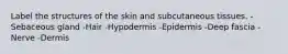 Label the structures of the skin and subcutaneous tissues. -Sebaceous gland -Hair -Hypodermis -Epidermis -Deep fascia -Nerve -Dermis