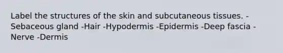 Label the structures of the skin and subcutaneous tissues. -Sebaceous gland -Hair -Hypodermis -Epidermis -Deep fascia -Nerve -Dermis