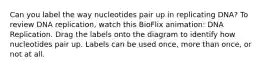 Can you label the way nucleotides pair up in replicating DNA? To review DNA replication, watch this BioFlix animation: DNA Replication. Drag the labels onto the diagram to identify how nucleotides pair up. Labels can be used once, more than once, or not at all.