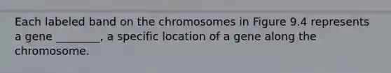 Each labeled band on the chromosomes in Figure 9.4 represents a gene ________, a specific location of a gene along the chromosome.