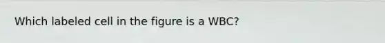 Which labeled cell in the figure is a WBC?