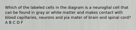 Which of the labeled cells in the diagram is a neuroglial cell that can be found in gray or white matter and makes contact with blood capillaries, neurons and pia mater of brain and spinal cord? A B C D F