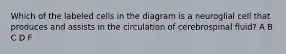 Which of the labeled cells in the diagram is a neuroglial cell that produces and assists in the circulation of cerebrospinal fluid? A B C D F