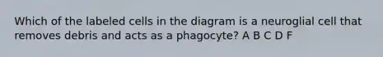 Which of the labeled cells in the diagram is a neuroglial cell that removes debris and acts as a phagocyte? A B C D F