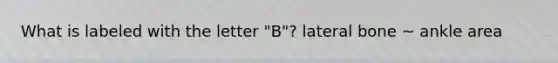 What is labeled with the letter "B"? lateral bone ~ ankle area