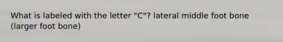 What is labeled with the letter "C"? lateral middle foot bone (larger foot bone)