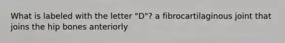 What is labeled with the letter "D"? a fibrocartilaginous joint that joins the hip bones anteriorly