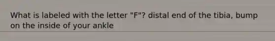What is labeled with the letter "F"? distal end of the tibia, bump on the inside of your ankle